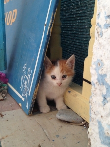 Cute cat, Kalymnos, Rock Climbing, Mountain Guide, Mountaineering Course